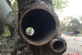 武汉有棵“树坚强” 树干插钢管还茁壮生长图片
