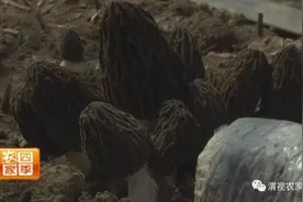 羊肚菌撑起春日好“钱景”图片