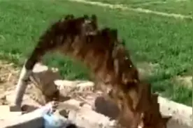 河北村民浇地抽地下水变成深褐色 官方：附近企业渗坑排污3人被抓图片