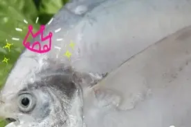 每公斤高达150元 这个时节鲳鱼最肥美图片