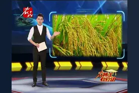 水稻只用栽一次，就能每年都收割，这是什么高科技？