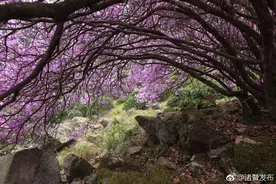 早读｜东白山“杜鹃王”盛开了图片