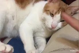 猫咪和主人的日常互动 满满的猫奴生活视频封面
