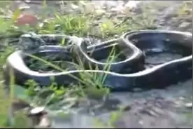长满蜱虫的蛇，这种寄生虫最恶心了视频封面