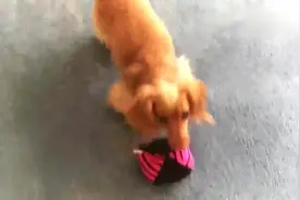 两只狗狗抢一个玩具，抬头向主人求助的表情好委屈视频封面