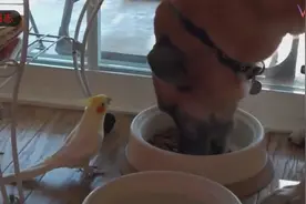 狗是人类的朋友，可是狗还可以和那些动物成为朋友呢？我们来看看视频封面