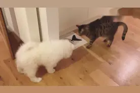 萨摩耶黏上猫咪“邂逅”数次，傲娇喵大人一脸这个智障又来了