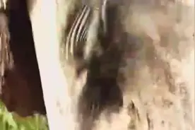 啄木鸟树上啄出一条蛇，可把宝宝给吓死了视频封面