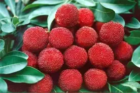 吃杨梅前一定要知道的事！附惠州杨梅最全采摘地图！图片