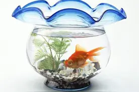 正确摆放鱼缸位置 让你财源广进图片