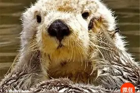 9 个你不知道的关于水獭的小秘密图片
