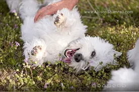 狗狗突然大肚子？！图片