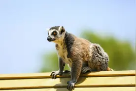 环尾狐猴长相太奇特：狐狸的脸，猫的身子，猴子的动作！图片