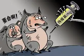 给猪做疫苗，这些细节你知道吗？图片