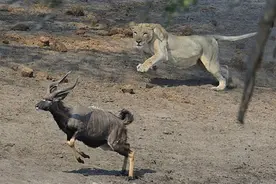 饥饿的狮子遇上美味的羚羊，一场草原上的速度与激情上演了图片