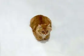 网友的脑洞到底有多大？把一只橘猫折腾成这样图片