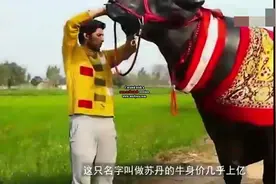 全世界最贵的牛，重1.5吨身价上亿，各国都疯抢它的“宝贝”！视频封面