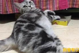 养了这样大体格的美短喵，一顿能吃掉半斤粮，主人要破产了