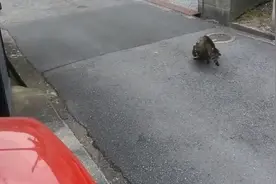 暹罗猫和狸花猫在路边疯狂打架，毛都掉了一地！是有多大的仇