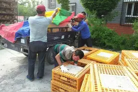 米东区400户村民领到2万只鸡苗，组撒呢？图片