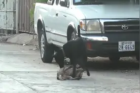 大狗“骑上”小狗，粘住分不开！大狗狂舔，嗷嗷直叫