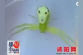 小伙抓到罕见人面蜘蛛图片