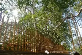 兰卡文化｜斯里兰卡十最，敢问你醉了没？！文后彩蛋，教你玩转“最”兰卡！图片