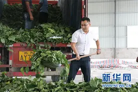 “蚕桑魔术师”周炳均：“我的村庄不可能那么烂”图片