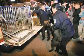 西安警方昨晚联合整治 收缴25只无证犬流浪犬图片