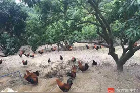 谁干的？！东莞农户5只大扇鸡脖子被咬伤，鸡血几乎被吸尽！图片