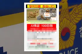 女子悬赏100万寻柯基犬，谁知它早已被邻居大叔吃掉图片