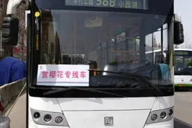 368路“赏樱快车”本周末上线 助力市民赏樱花图片