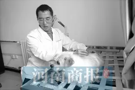 给猫狗把脉、针灸 郑州有位宠物界名中医图片