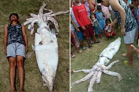 菲律宾渔民捕到2.5米巨型鱿鱼 通体明亮洁白图片