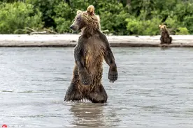俄罗斯大熊如戏精上身 出水凹造型秀肌肉图片