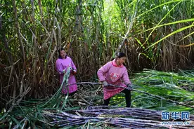 探访福建福安古法手工制作红糖技艺图片