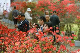 百年映山红星城绽放 有观赏价值极高的中国红、鸡血红品种图片