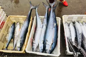 沙子口鲅鱼节启幕 青岛本地鲅鱼上市 4斤以上鲅鱼每斤38元图片