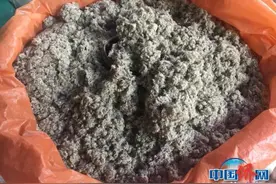 三月三，台山人制作老鼠艾糍和乌勤藤糍进行祭祀图片