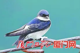 今年厦门早春气候较温暖 “恋家”燕子提早回厦图片