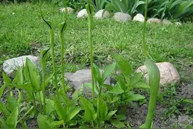 “半夏”之名从何来？图片