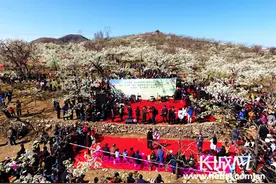 感恩百年古树 迁西举办梨花节暨重点项目签约仪式图片