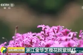 金华这片花海登上央视 背后竟然还有一段这么美的故事图片