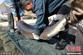 鸭绿江捞出1米9长大鱼 68条估价超600万元图片