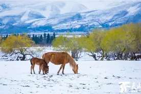 四月新疆那拉提草原披银装 无边美景让游客如痴如醉图片