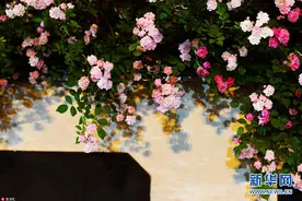 江苏南京：夜色蔷薇别样美图片