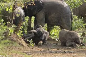 你俩住手！大象妈妈这样阻止两头打闹的调皮小象 场面温馨感人图片