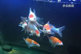 鱼友分享丨杀虫方案与实战记录，大写的有用！图片