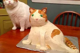 你怎么和猫越来越像了？！图片