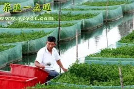 人工模拟条件，自然产卵孵化图片